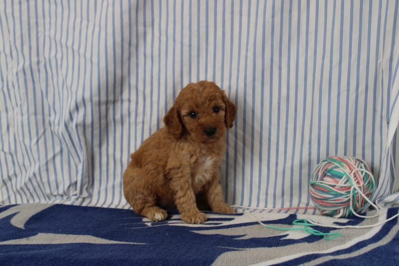puppy, for, sale, Mini Golden Doodle F1, Matthew B. Stoltzfus, dog, breeder, Gap, PA, dog-breeder, puppy-for-sale, forsale, nearby, find, puppyfind, locator, puppylocator, aca